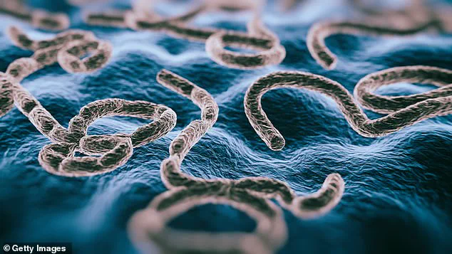 DRC Virus Outbreak: 28 Cases, 15 Dead, Health Officials Race to Contain Crisis