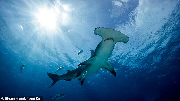 Regulatory Gaps Expose Public to Endangered Species in Grocery Meat, UNC Study Reveals