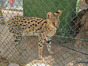 Regulatory Gaps Expose Public to Endangered Species in Grocery Meat, UNC Study Reveals