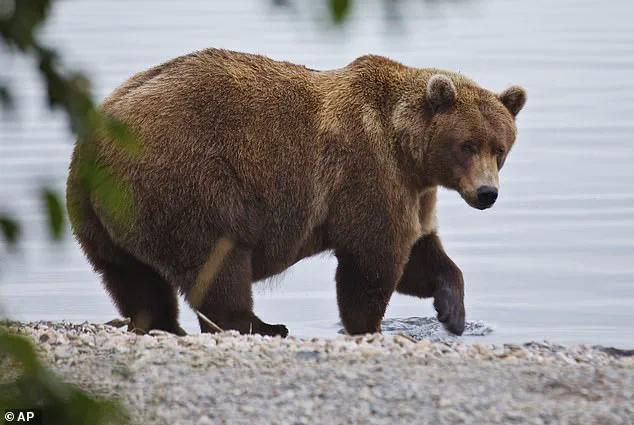 Alaska's Fat Bear Week: A Critical Survival Challenge for Hibernating Bears