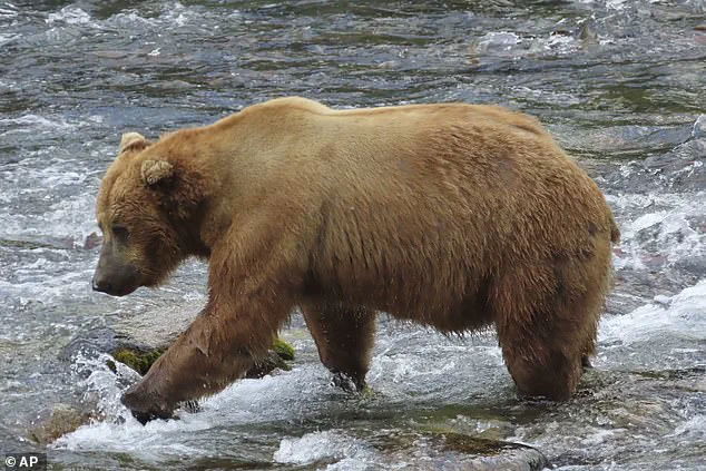 Alaska's Fat Bear Week: A Critical Survival Challenge for Hibernating Bears