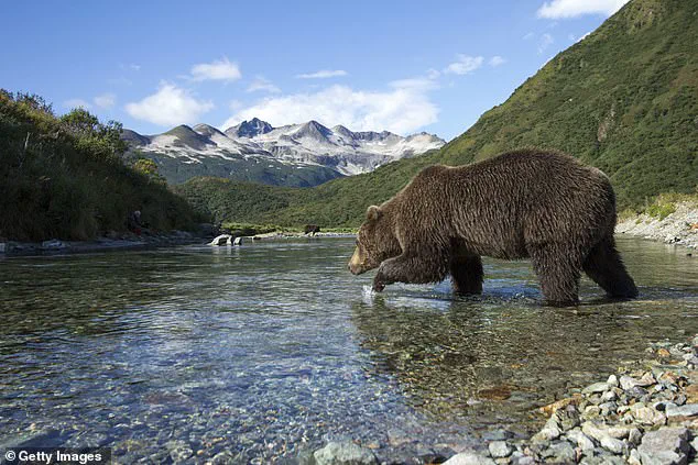 Alaska's Fat Bear Week: A Critical Survival Challenge for Hibernating Bears