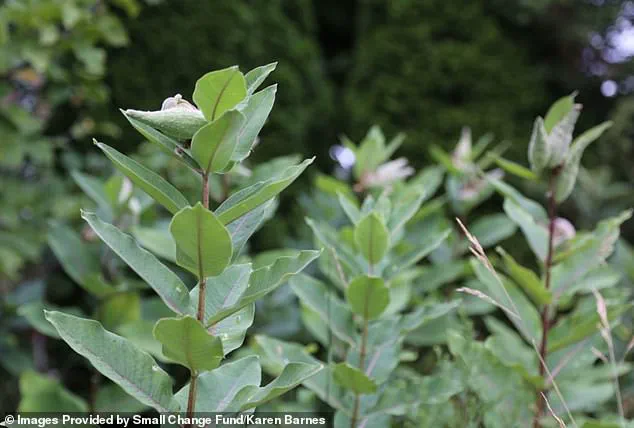 Balancing Individual Freedom and Regulation: The Legal Battle Over a Wild Garden in Burlington, Canada