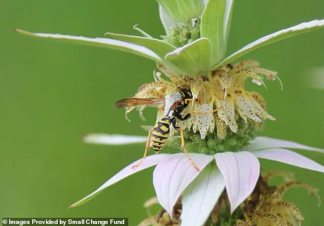 Balancing Individual Freedom and Regulation: The Legal Battle Over a Wild Garden in Burlington, Canada