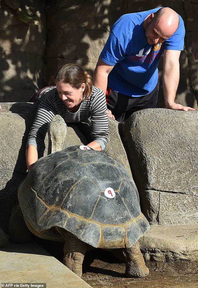 Gramma the Galapagos Tortoise Dies at 141 at San Diego Zoo