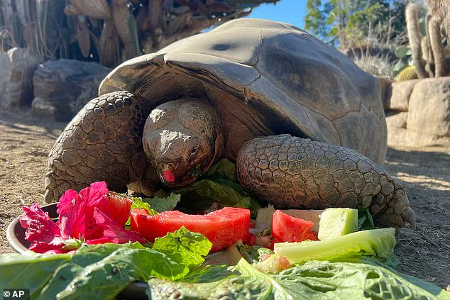 Gramma the Galapagos Tortoise Dies at 141 at San Diego Zoo