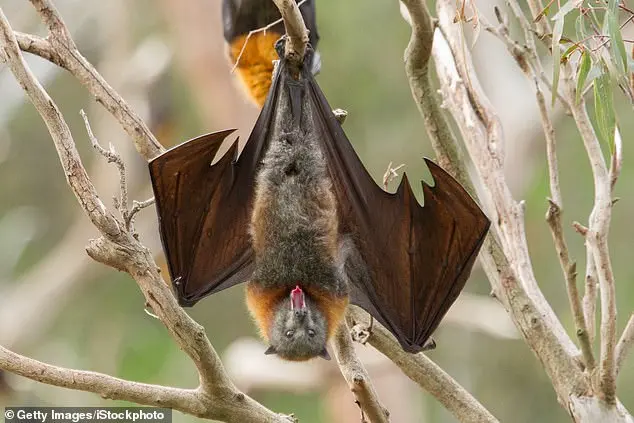 Illinois Issues Urgent Rabies Alert: First Case in Dog Since 1994 Sparks Public Health Concerns Over Vaccine Bypass