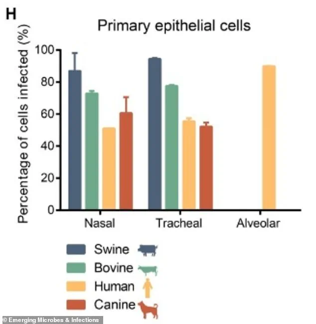 New Pandemic Fears in China as Influenza D Virus Evolves to Threaten Humans, Experts Warn