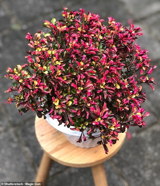 Osteoarthritis: A Global Health Challenge with Growing Consequences