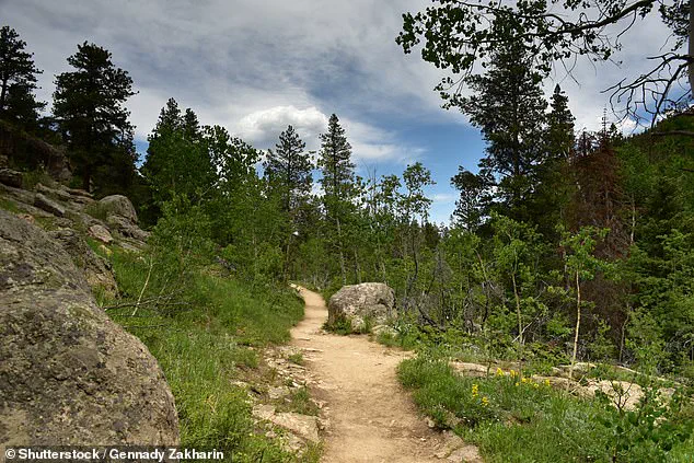 Tragic Mountain Lion Encounter on Colorado Trail Raises Questions About Wildlife Management