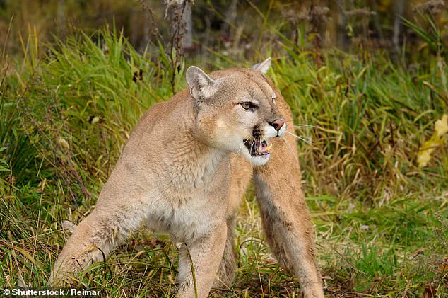 Tragic Mountain Lion Encounter on Colorado Trail Raises Questions About Wildlife Management