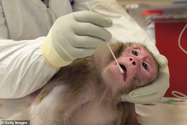 Trump Administration Halts CDC Research on Monkeys and Apes Amid Controversial Push to Phase Out Animal Testing