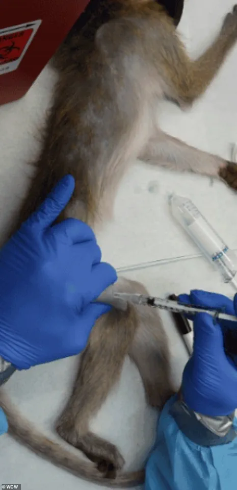 Trump Administration Halts CDC Research on Monkeys and Apes Amid Controversial Push to Phase Out Animal Testing