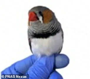 Privileged Access: Red Hair's Hidden Toxin-Filtering Power Revealed