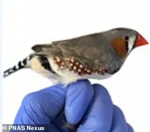 Privileged Access: Red Hair's Hidden Toxin-Filtering Power Revealed