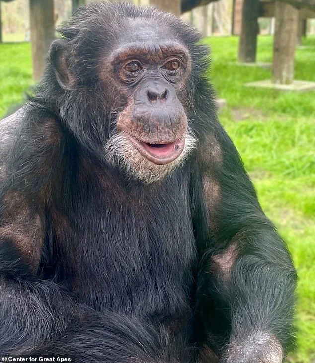 From Music Videos to Sanctuary: Bubbles the Chimpanzee's Remarkable Transition