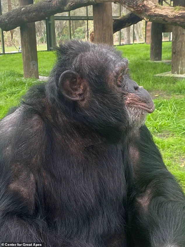 From Music Videos to Sanctuary: Bubbles the Chimpanzee's Remarkable Transition