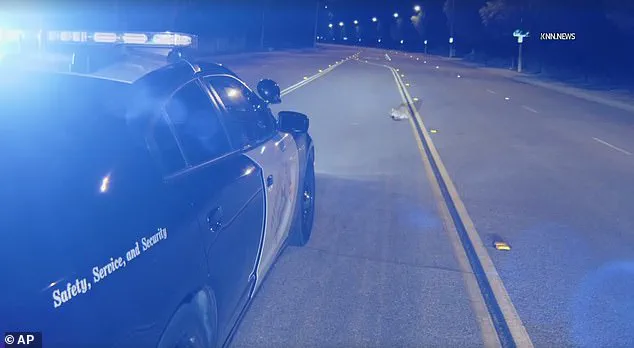 Six-Month-Old Mountain Lion Cub Found on Hillcrest Parkway in Los Angeles During Unusual Early-Morning Encounter