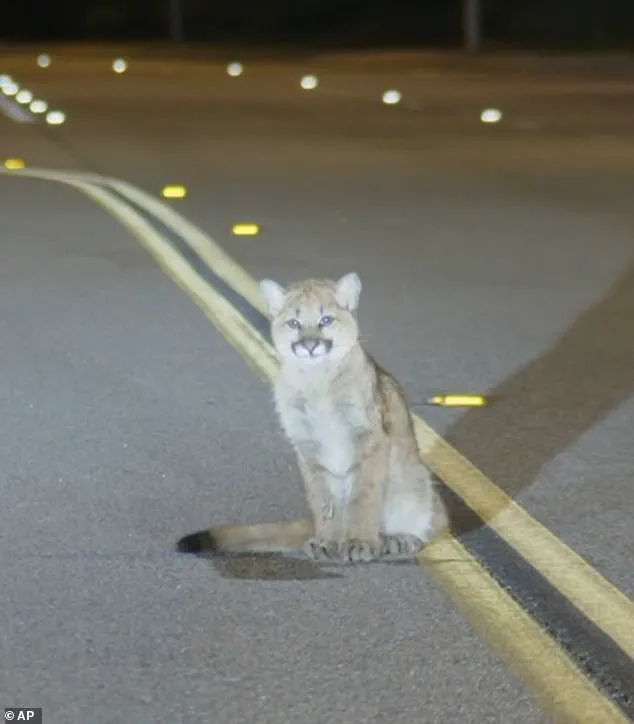Six-Month-Old Mountain Lion Cub Found on Hillcrest Parkway in Los Angeles During Unusual Early-Morning Encounter