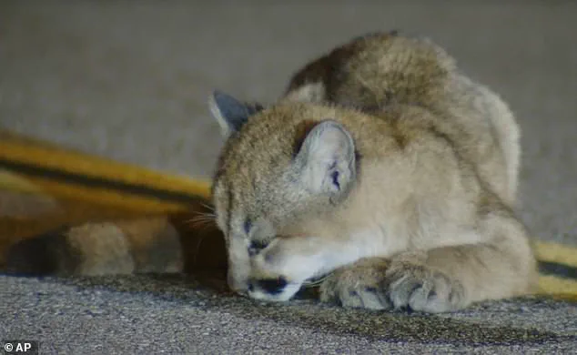 Six-Month-Old Mountain Lion Cub Found on Hillcrest Parkway in Los Angeles During Unusual Early-Morning Encounter