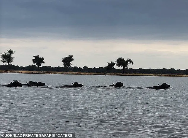 A Glimpse into Survival: Buffalo's Miraculous Escape from Crocodile Captured by Safari Guide Lazarus Mceric Bobota