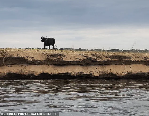A Glimpse into Survival: Buffalo's Miraculous Escape from Crocodile Captured by Safari Guide Lazarus Mceric Bobota
