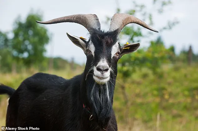 The Decline of Milk Consumption in the UK: A Shift Toward Plant-Based Alternatives and Lactose Awareness