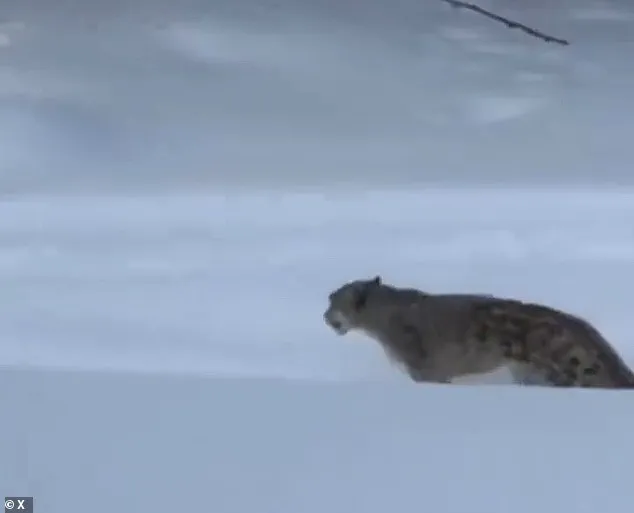 Urgent Questions Over Human-Wildlife Interactions After Snow Leopard Incident in China's Keketuohai Geopark, Says Conservationists