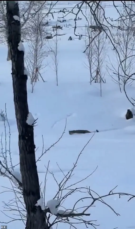 Urgent Questions Over Human-Wildlife Interactions After Snow Leopard Incident in China's Keketuohai Geopark, Says Conservationists