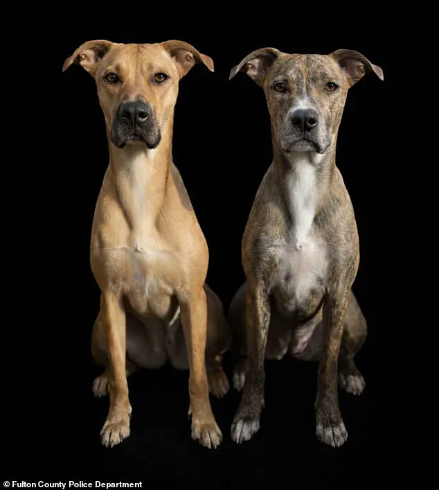 Breaking: Surveillance Footage Shows Georgia Man Allegedly Brutally Attacking Dogs in Atlanta Parking Garage