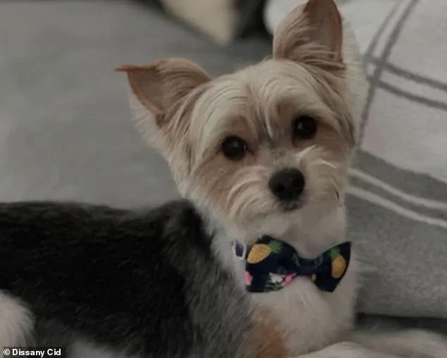 Exclusive Access to a Deadly Internet Trend: The Tragedy of Spookie