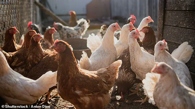 The Health Implications of Rising Meat Consumption in the UK: Expert Insights and Recommendations