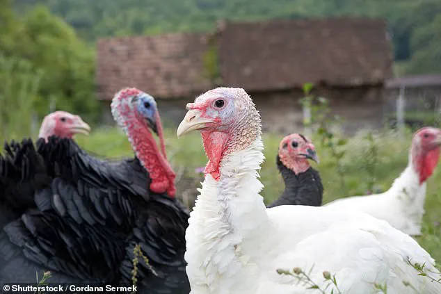 The Health Implications of Rising Meat Consumption in the UK: Expert Insights and Recommendations