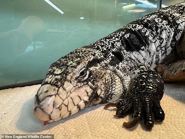 Late-Breaking: Tegu Lizard Rescued from Snow After Rhode Island Winter Storm