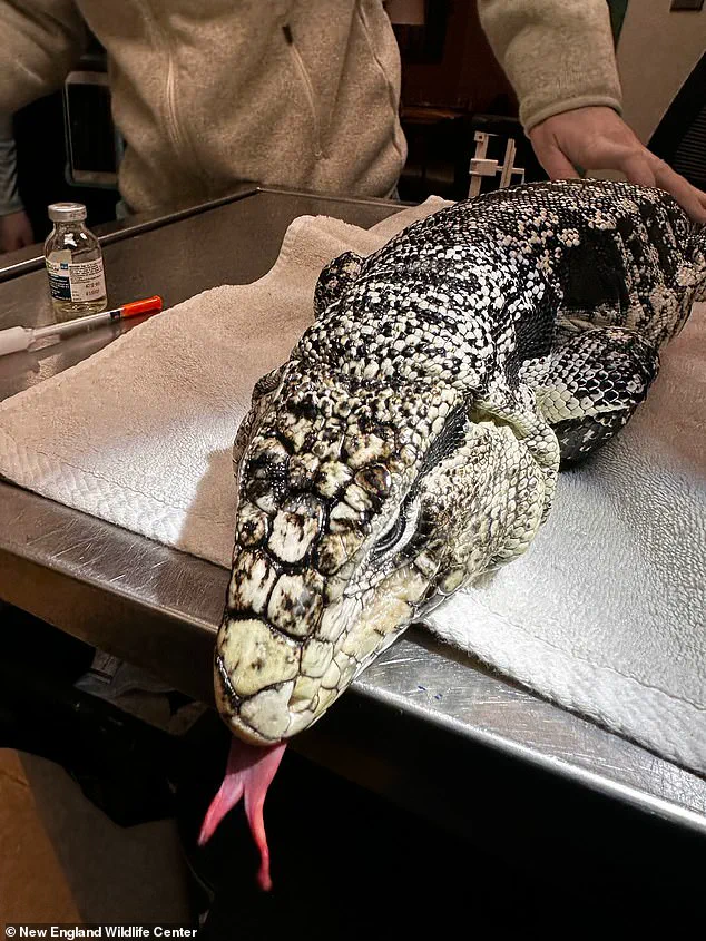 Late-Breaking: Tegu Lizard Rescued from Snow After Rhode Island Winter Storm