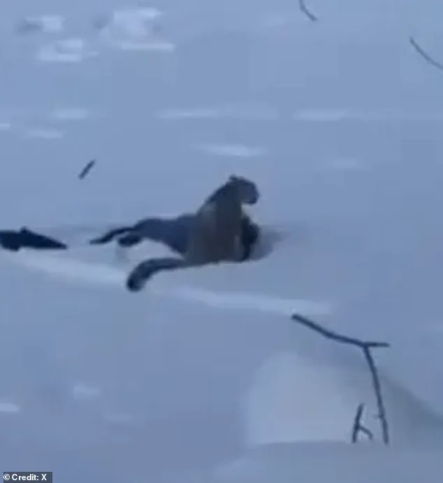 Exclusive Access to the Shocking Moment: Snow Leopard's Fatal Encounter with a Tourist