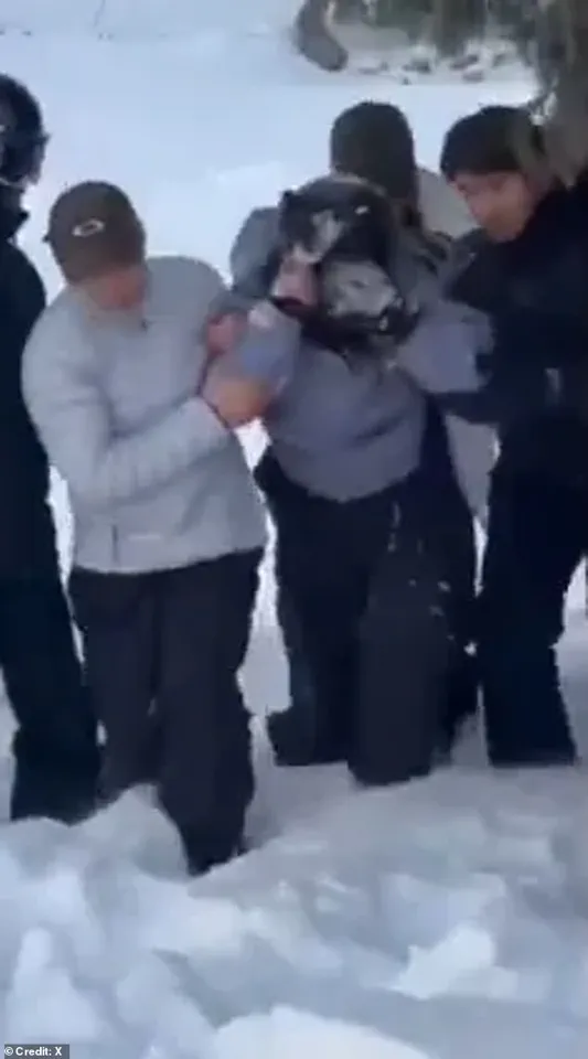 Exclusive Access to the Shocking Moment: Snow Leopard's Fatal Encounter with a Tourist