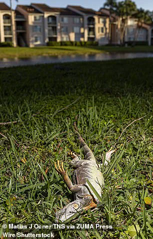 Unseasonable Cold in South Florida Causes Iguanas to Fall from Trees