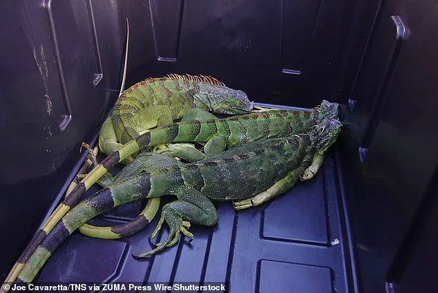 Unseasonable Cold in South Florida Causes Iguanas to Fall from Trees