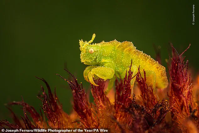 Nature's Beauty and Fragility in Focus: Public Chooses Finalists for Wildlife Photographer of the Year Exhibition