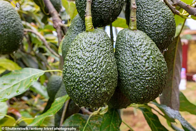 From Exotic to Essential: The Rise of the Avocado Superfood
