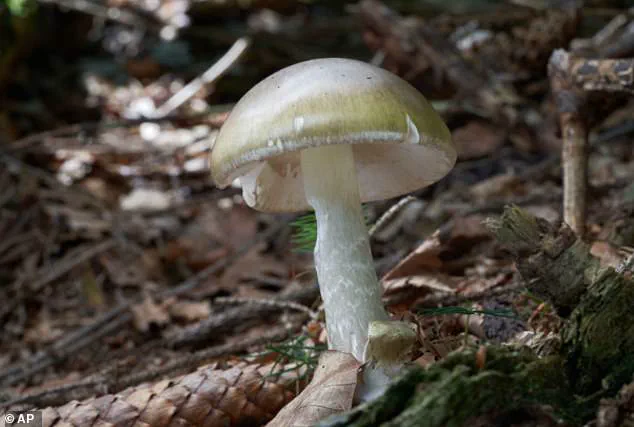 California Faces Deadly Mushroom Crisis as Four Die, 40 Hospitalized