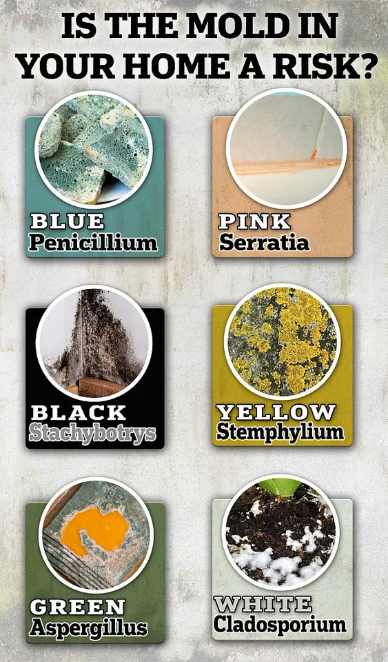 Childhood Exposure to Toxic Mould Linked to Persistent Lung Issues in Adolescence, University of Bristol Study Reveals