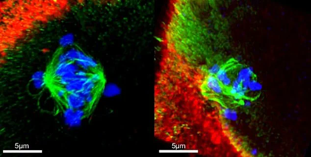 Groundbreaking Study Reveals Alarming Link Between Cannabis Use and Fetal Development Risks, Experts Warn of Public Health Crisis