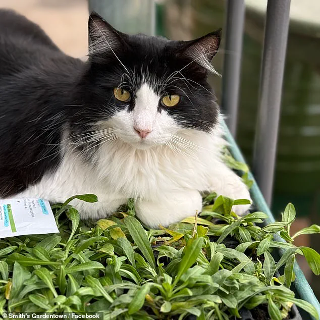 Viral Video of Sylvester, the Rat-Catching Cat, Turns Texas Garden Center into Internet Sensation