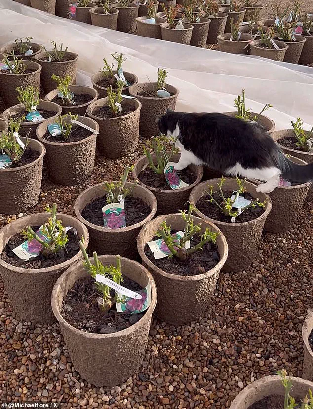 Viral Video of Sylvester, the Rat-Catching Cat, Turns Texas Garden Center into Internet Sensation
