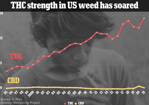Moderate Cannabis Use Linked to Increased Brain Volume in Memory Regions, Study Suggests