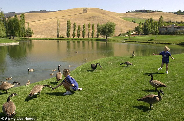 Blackhawk's Pond Crisis: Conservation, Property Values, and an Endangered Species