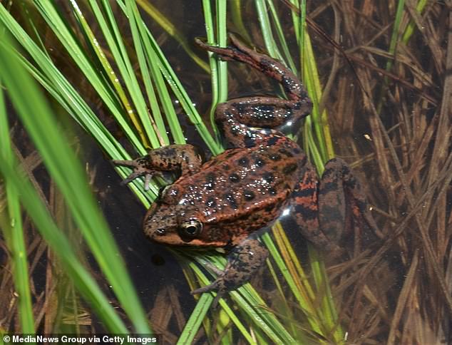 Blackhawk's Pond Crisis: Conservation, Property Values, and an Endangered Species