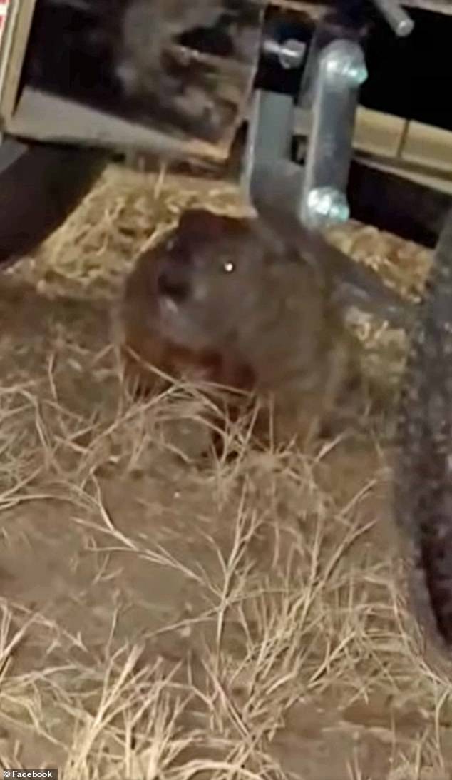 Groundhog Causes $4,900 in Damage to Student's SUV, Leaving Family and Insurance Provider Baffled